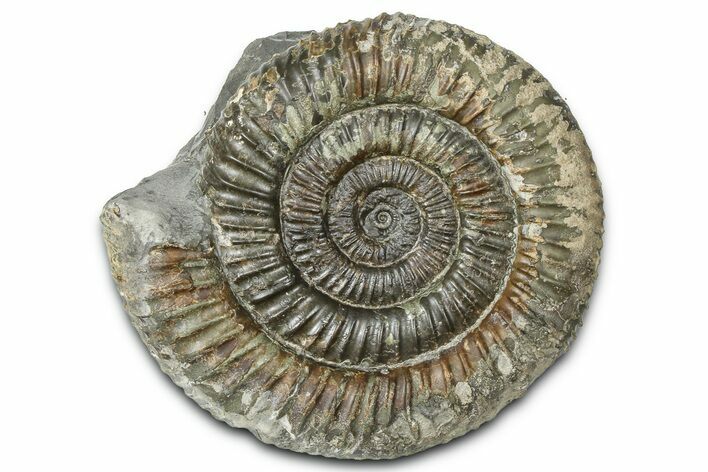 Jurassic Ammonite (Dactylioceras) Fossil - England #362483